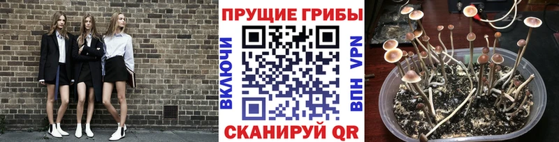 Купить где  Ефремов  Псилоцибиновые грибы MAGIC MUSHROOMS 